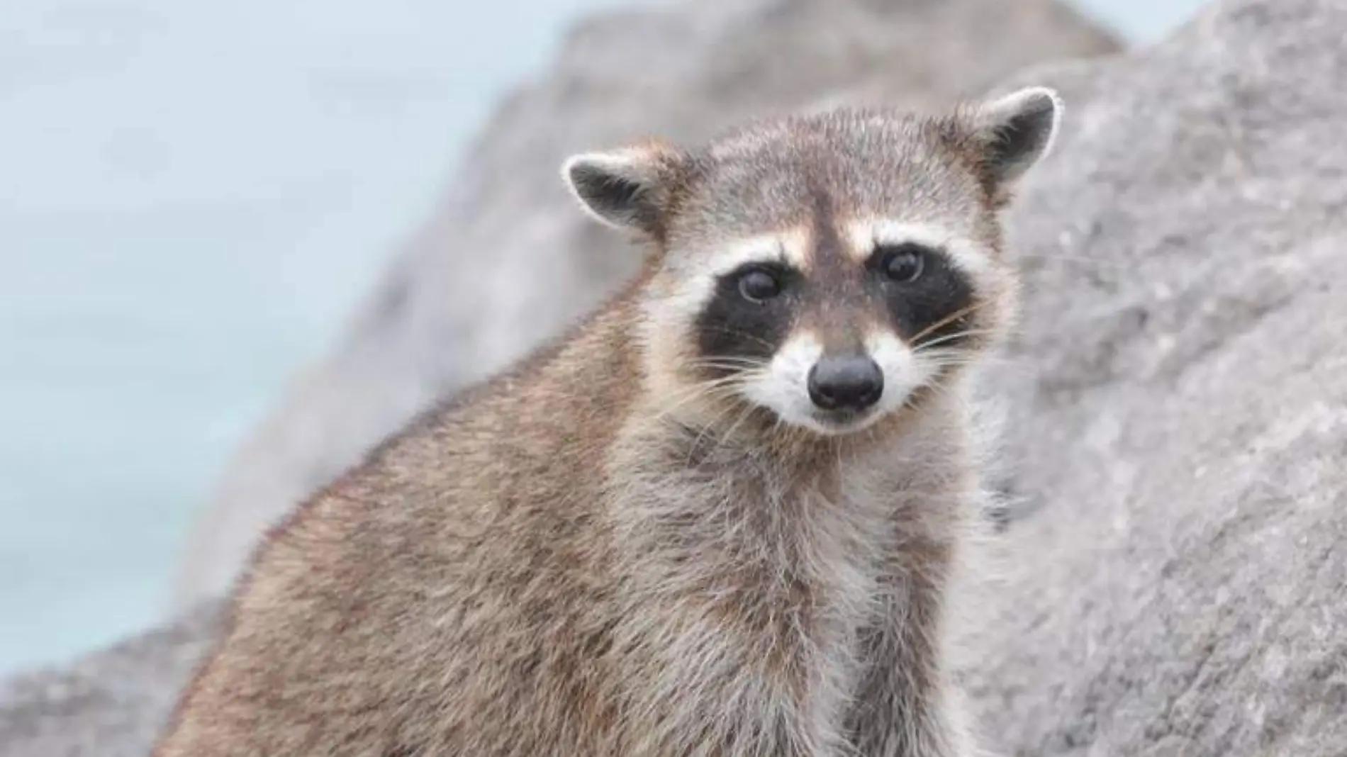 El hábitat original de los mapaches obviamente no es la playa y la explicación detrás de su proliferación en esta zona podría romperte el corazón